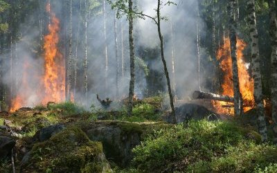 Zagrożenie pożarami w lasach