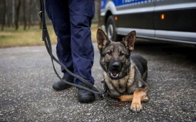 Czworonożny funkcjonariusz w świętokrzyskiej policji