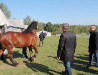 Miłośnicy koni zebrali się w Woli Łagowskiej