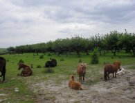 „Konie to wyjątkowe zwierzęta” – Paweł Wysocki o swojej pasji