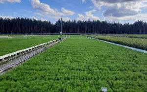 Trzy miliony drzewek wyhodują leśnicy w szkółce w Sukowie  (2)