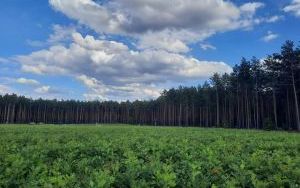 Trzy miliony drzewek wyhodują leśnicy w szkółce w Sukowie  (3)