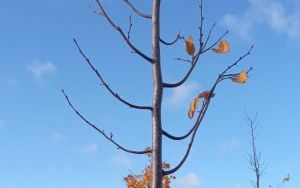 Drzewka miododajne znów trafią do wszystkich gmin (1)