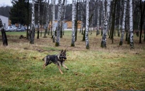 Czworonożny funkcjonariusz w szeregach świętokrzyskiej policji (5)