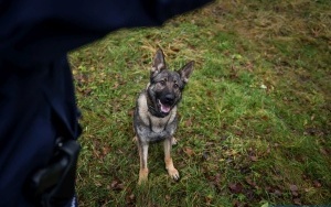 Czworonożny funkcjonariusz w szeregach świętokrzyskiej policji (7)