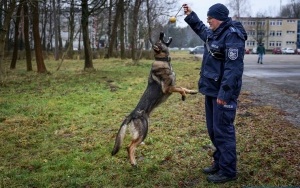 Czworonożny funkcjonariusz w szeregach świętokrzyskiej policji (8)