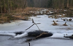 Nowe rezerwaty przyrody w powiecie kieleckim (7)