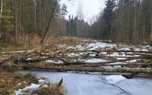 Nowe rezerwaty przyrody w powiecie kieleckim (2)